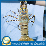 Tôm hùm Bông Việt Nam