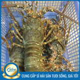 Tôm hùm Xanh Việt Nam