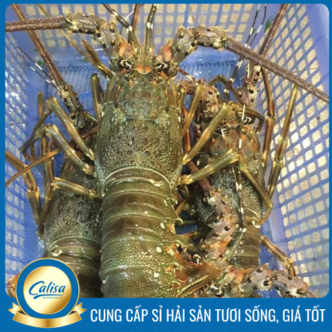 Tôm hùm Xanh Việt Nam