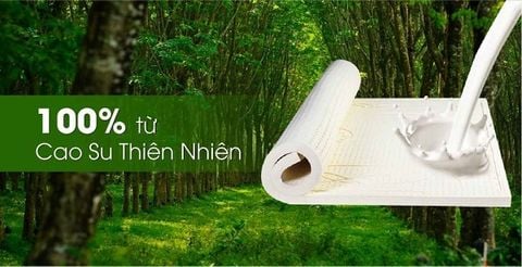  Pure Latex - Nệm Cao Su Thiên Nhiên 100% 