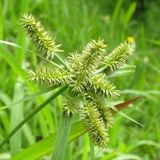 Cao Cỏ Mần Trầu 