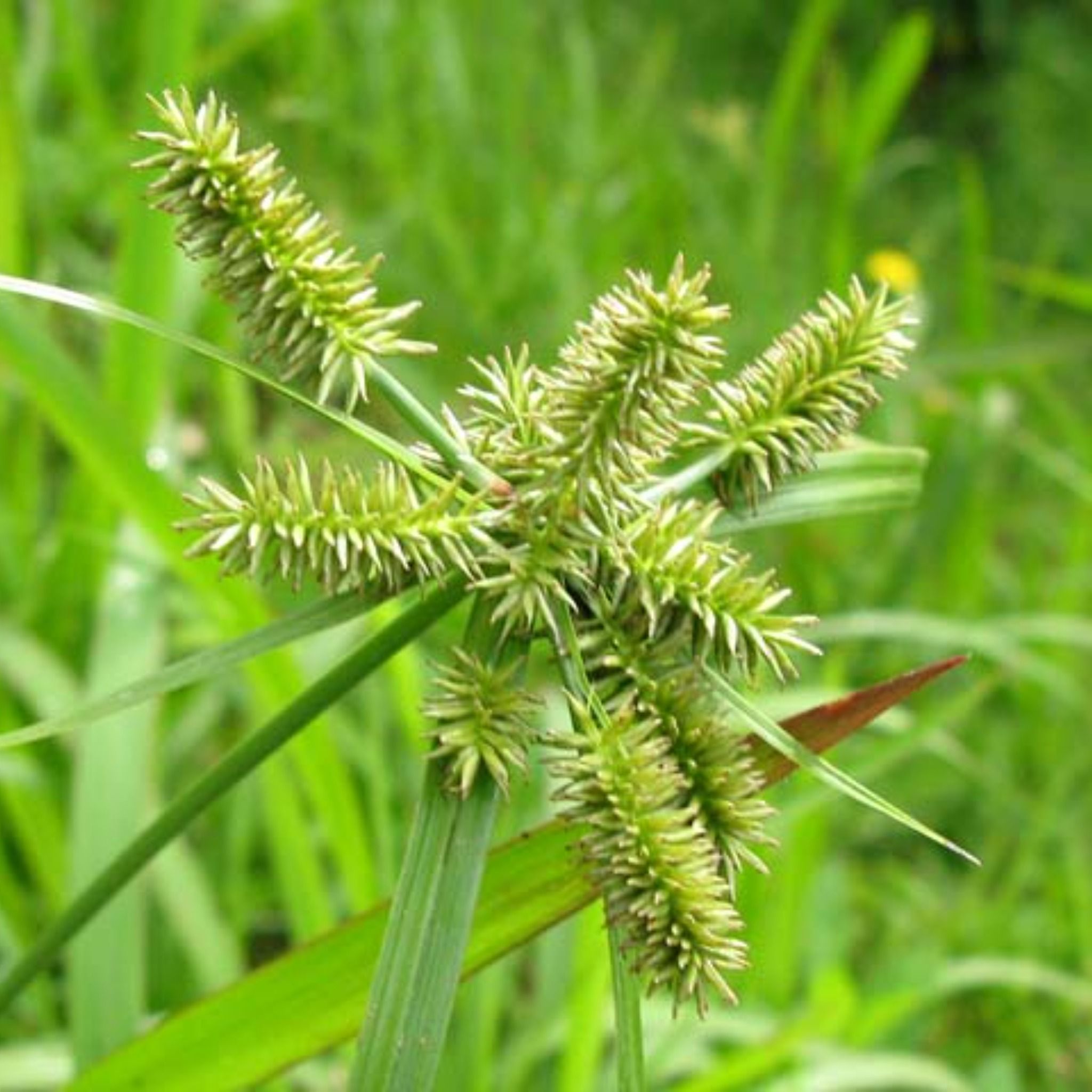  Cao Cỏ Mần Trầu 