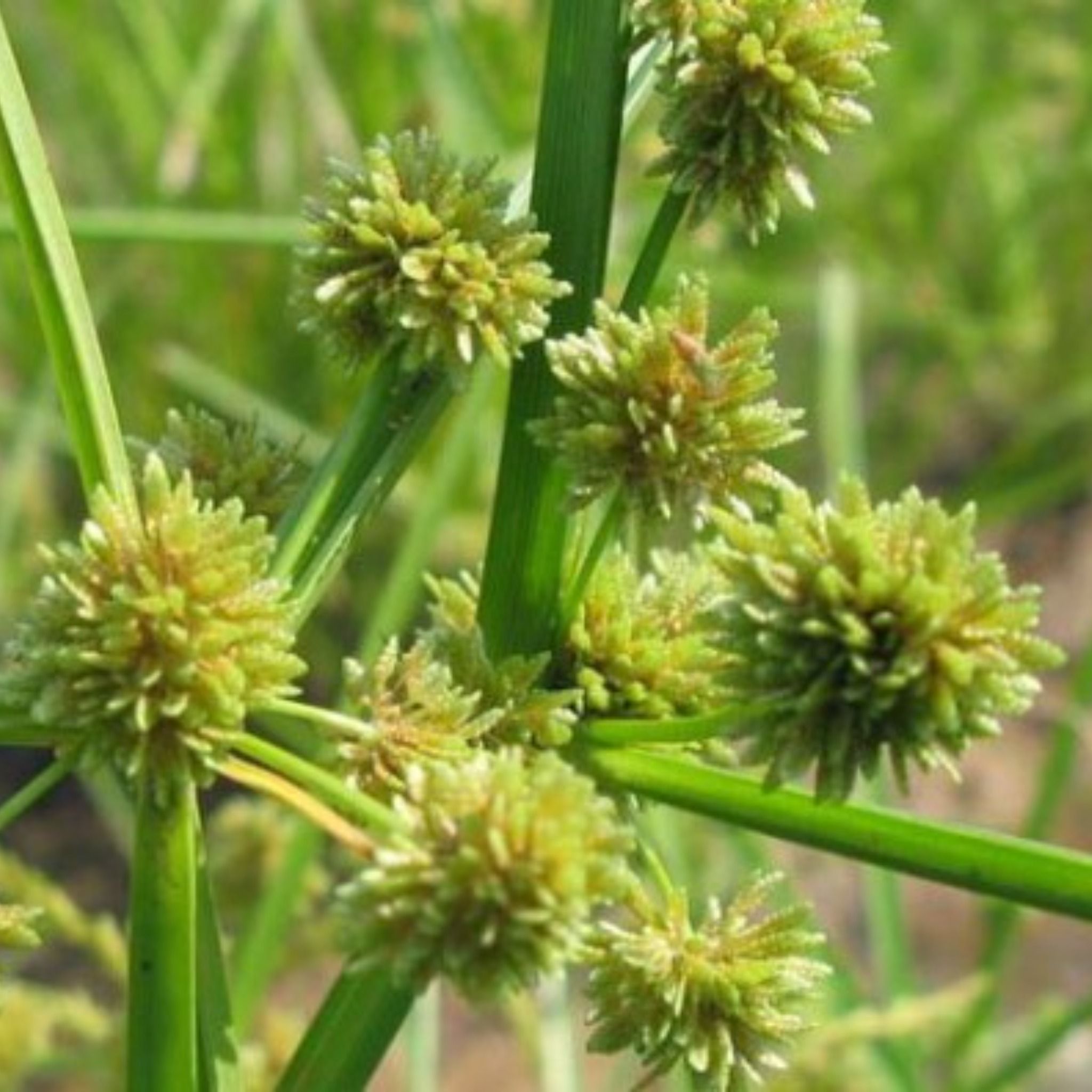  Cao Hương Phụ 