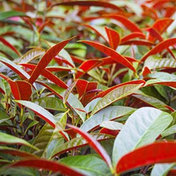  Cao Khô Lá Đơn Đỏ 