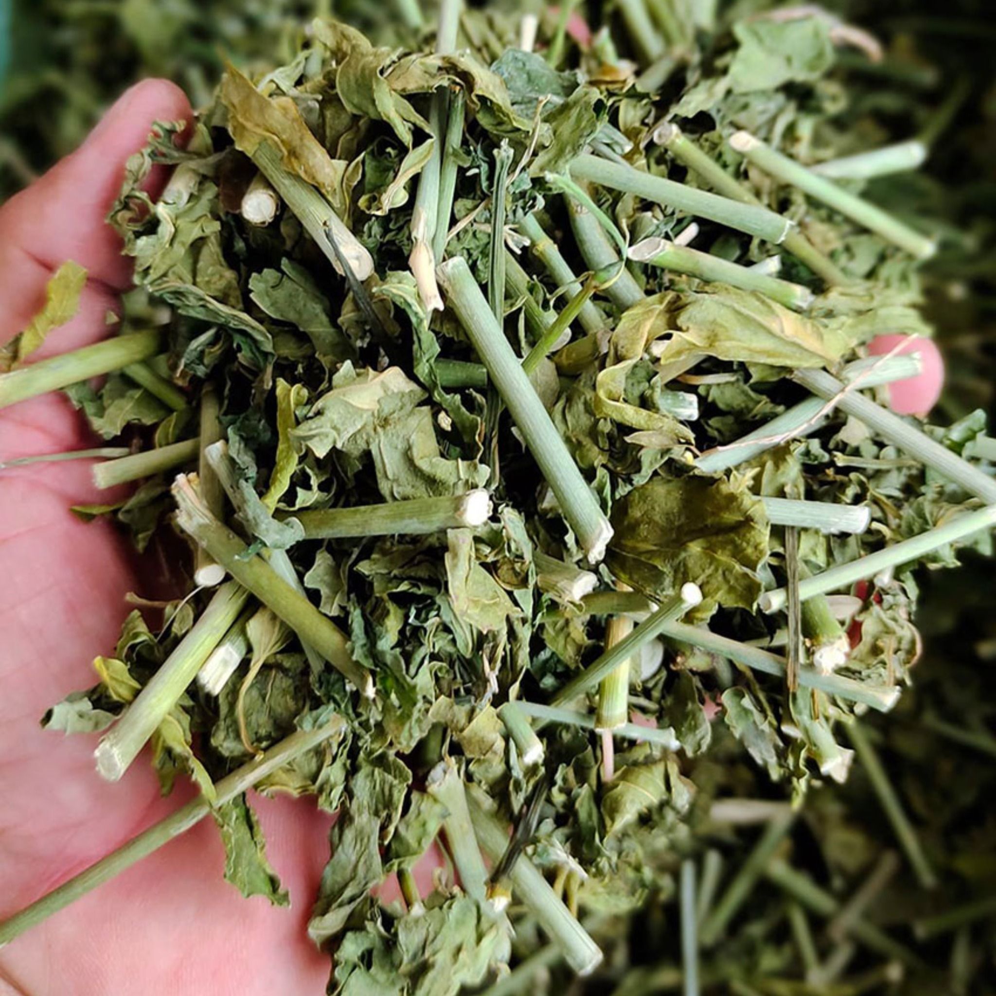  Cao khô Cây Xương Khỉ ( cây bìm bịp ) 