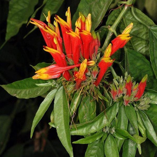  Cao khô Cây Xương Khỉ ( cây bìm bịp ) 