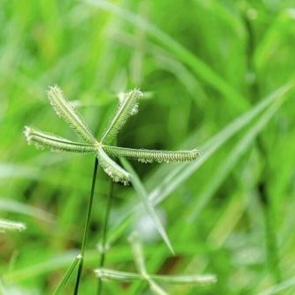  Cao Cỏ Mần Trầu 