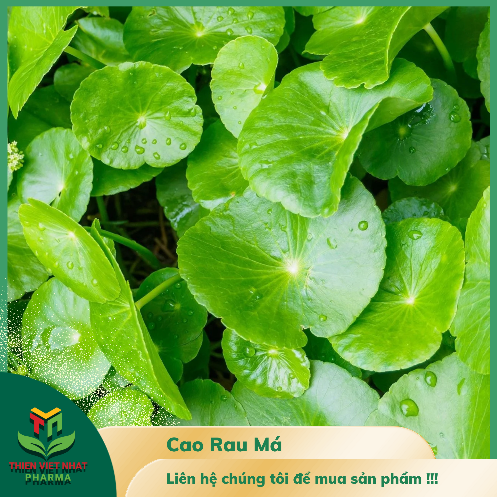  Cao Rau Má 