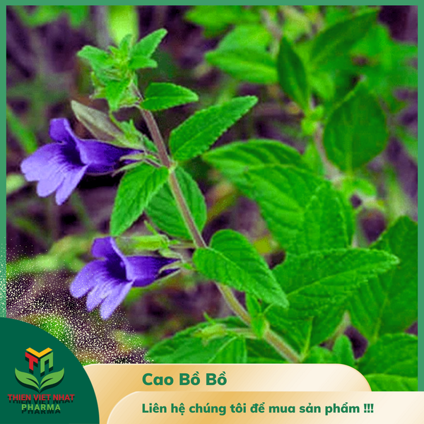  Cao Bồ Bồ 