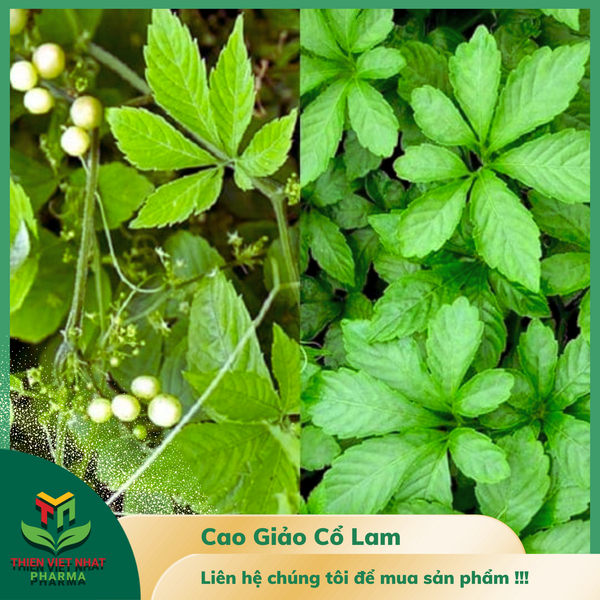  Cao Giảo Cổ Lam 