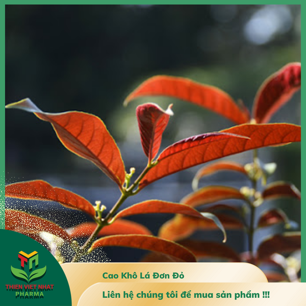  Cao Khô Lá Đơn Đỏ 