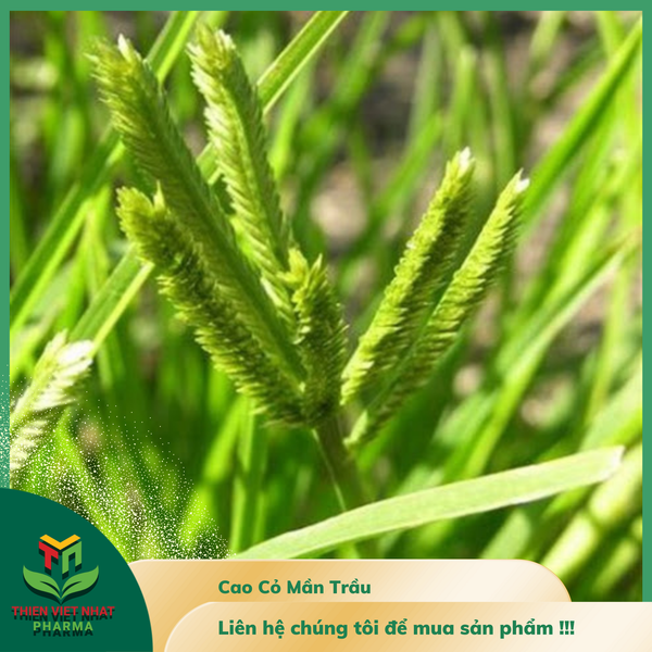  Cao Cỏ Mần Trầu 