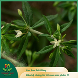  Cao Rau Đắng Đất 