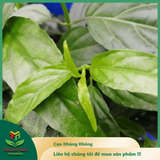  Cao khô Cây Xương Khỉ ( cây bìm bịp ) 