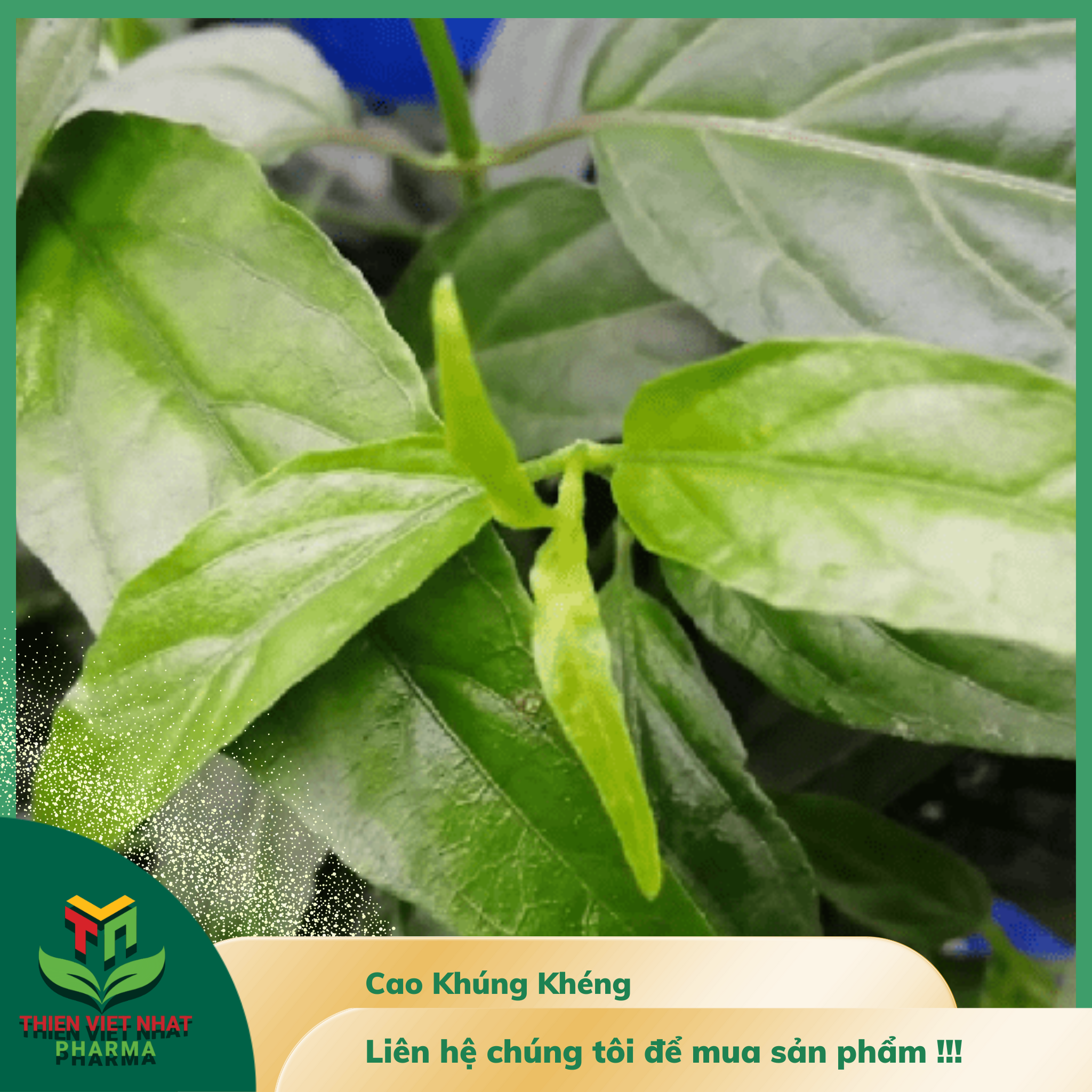  Cao khô Cây Xương Khỉ ( cây bìm bịp ) 