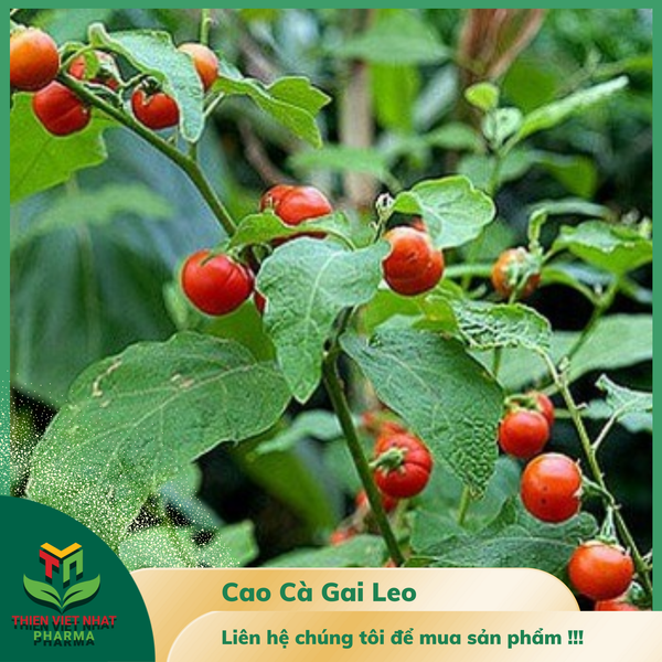  Cao Cà Gai Leo 