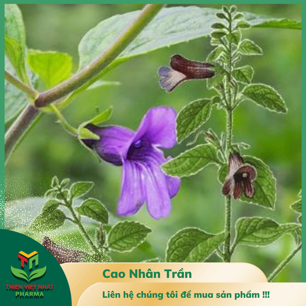  Cao Nhân Trần 