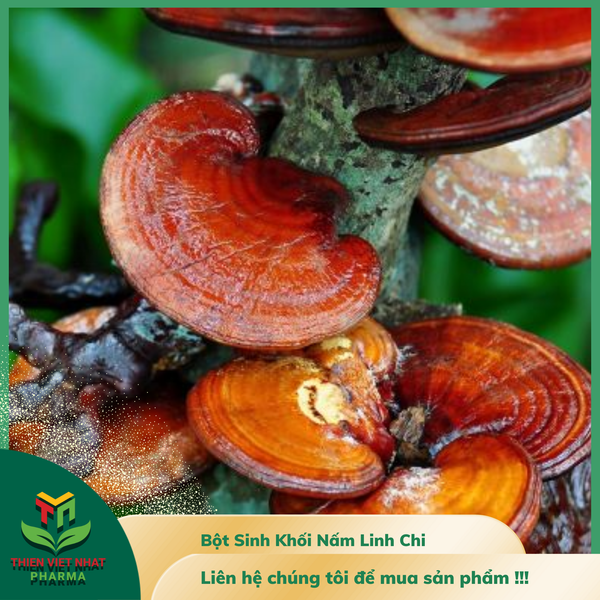  Bột Sinh Khối Nấm Linh Chi 