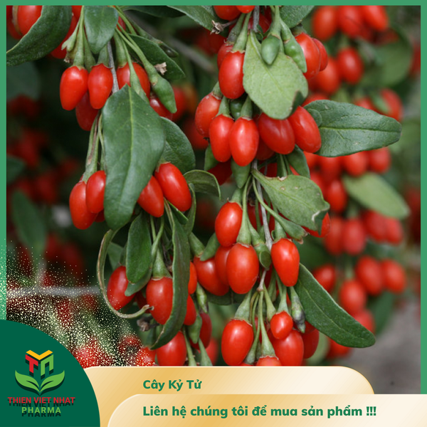  Cao Khô Câu Kỷ Tử 