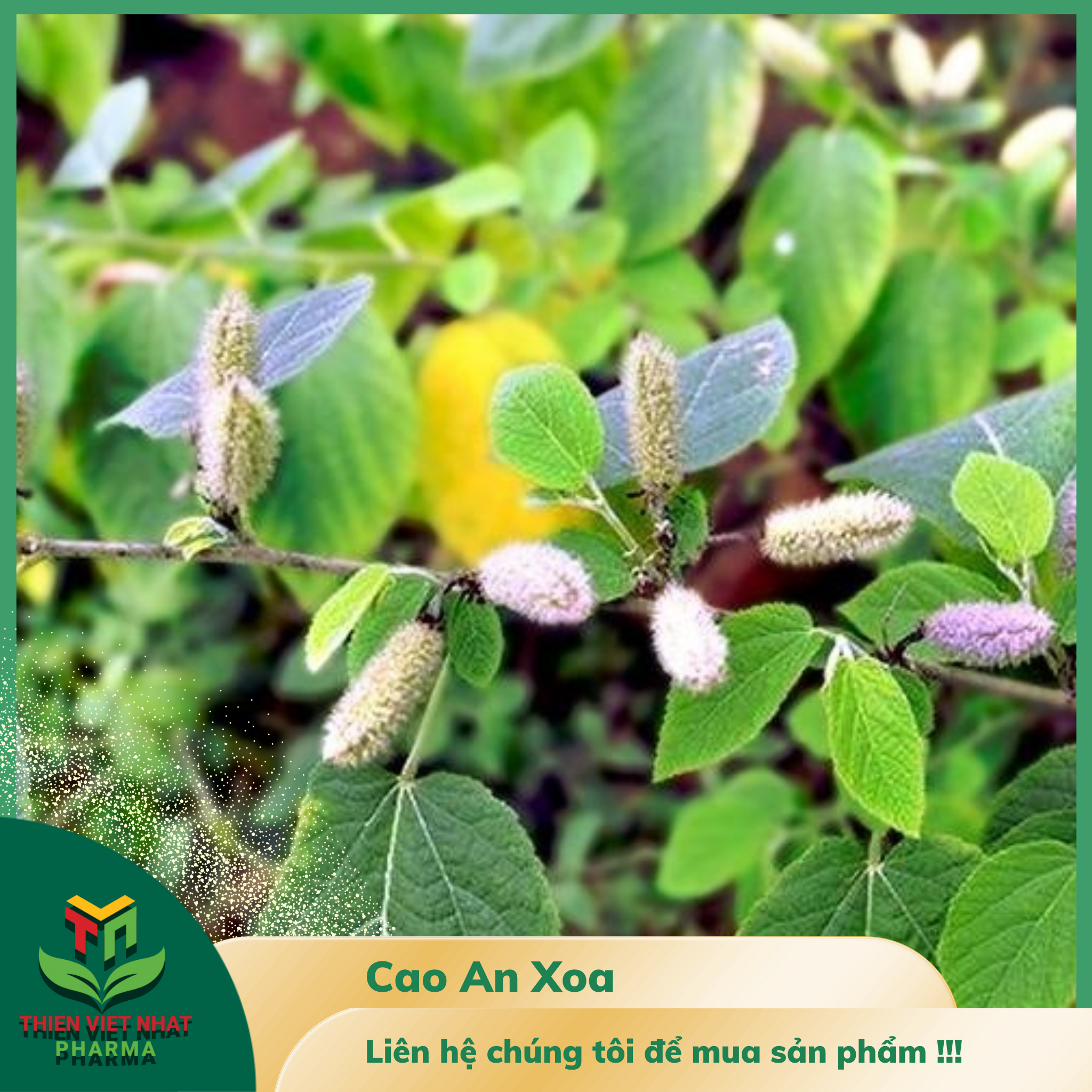  Cao An Xoa 