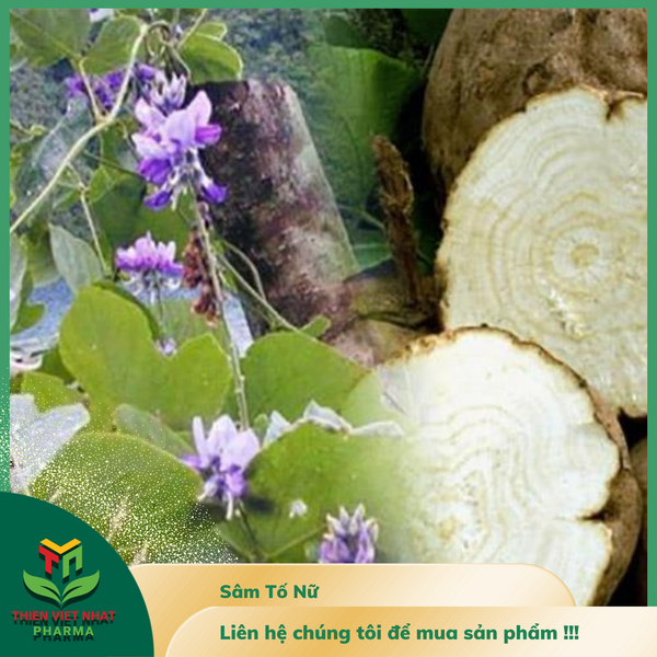  Cao Khô Sâm Tố Nữ 