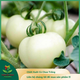  Chiết Xuất Cà Chua Trắng 