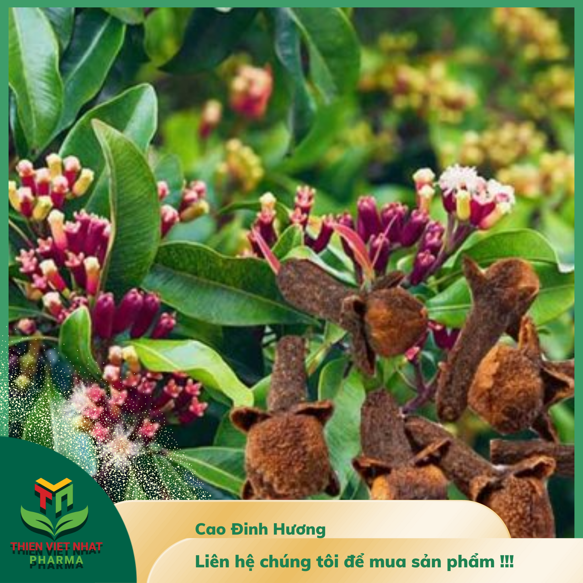  Cao Đinh Hương 