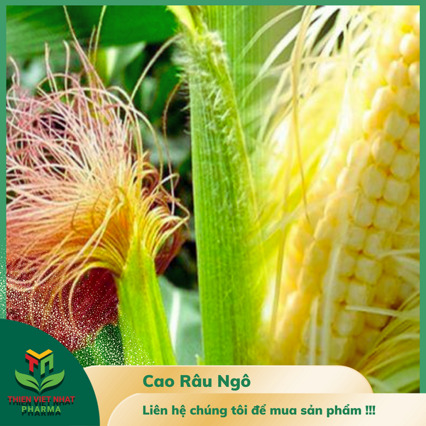  Cao Râu Ngô 