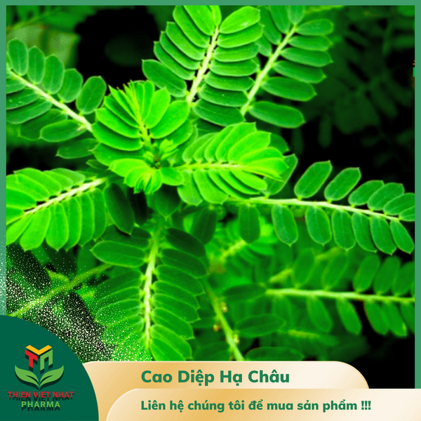  Cao Diệp Hạ Châu 