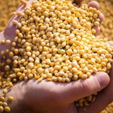  Bột Mầm Đậu Tương 