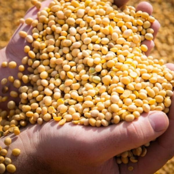  Bột Mầm Đậu Tương 