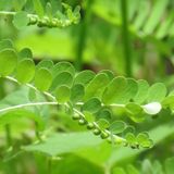  Cao Diệp Hạ Châu 