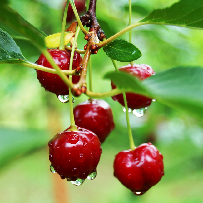  Chiết Xuất Anh Đào Chua ( Cherri ) 