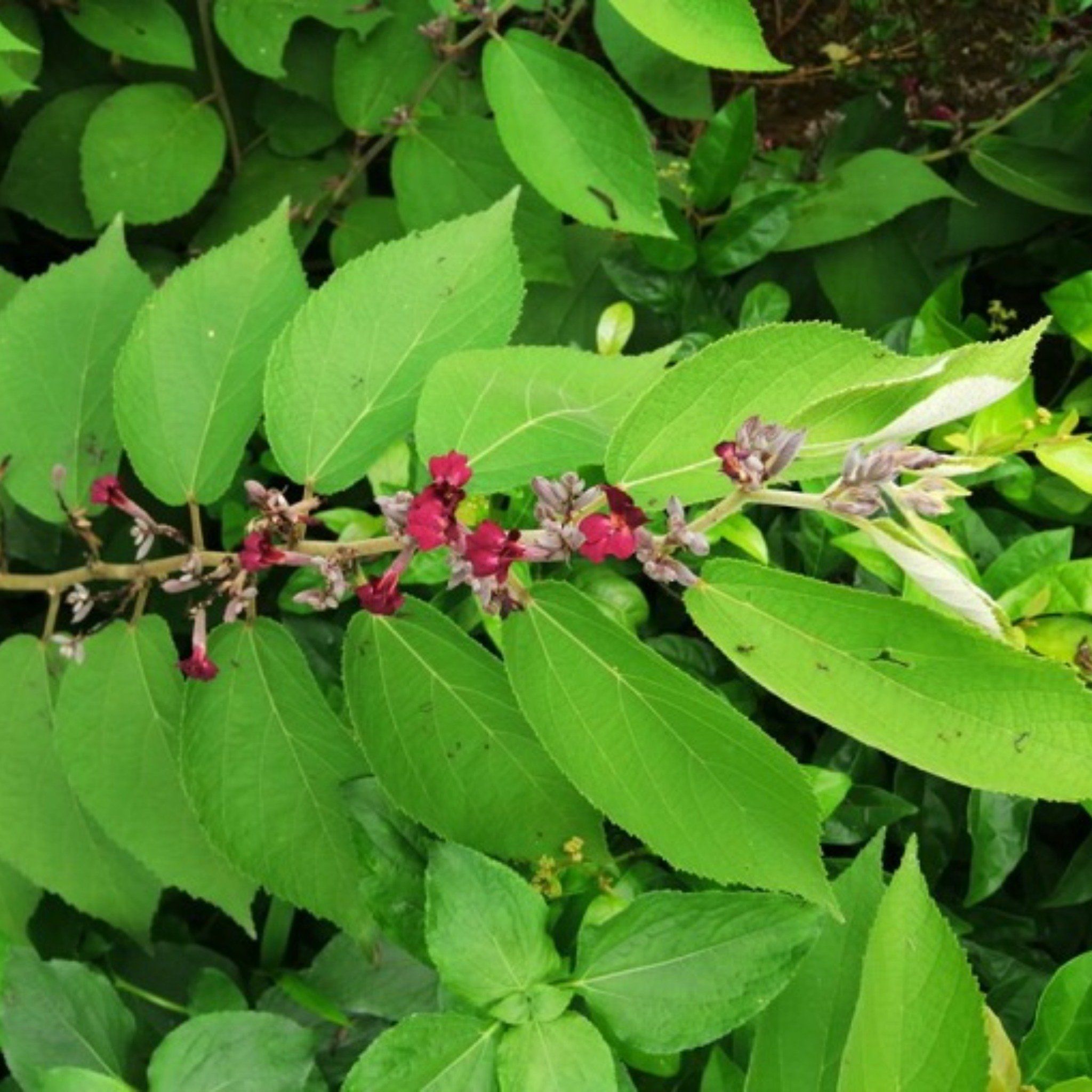  Cao An Xoa 