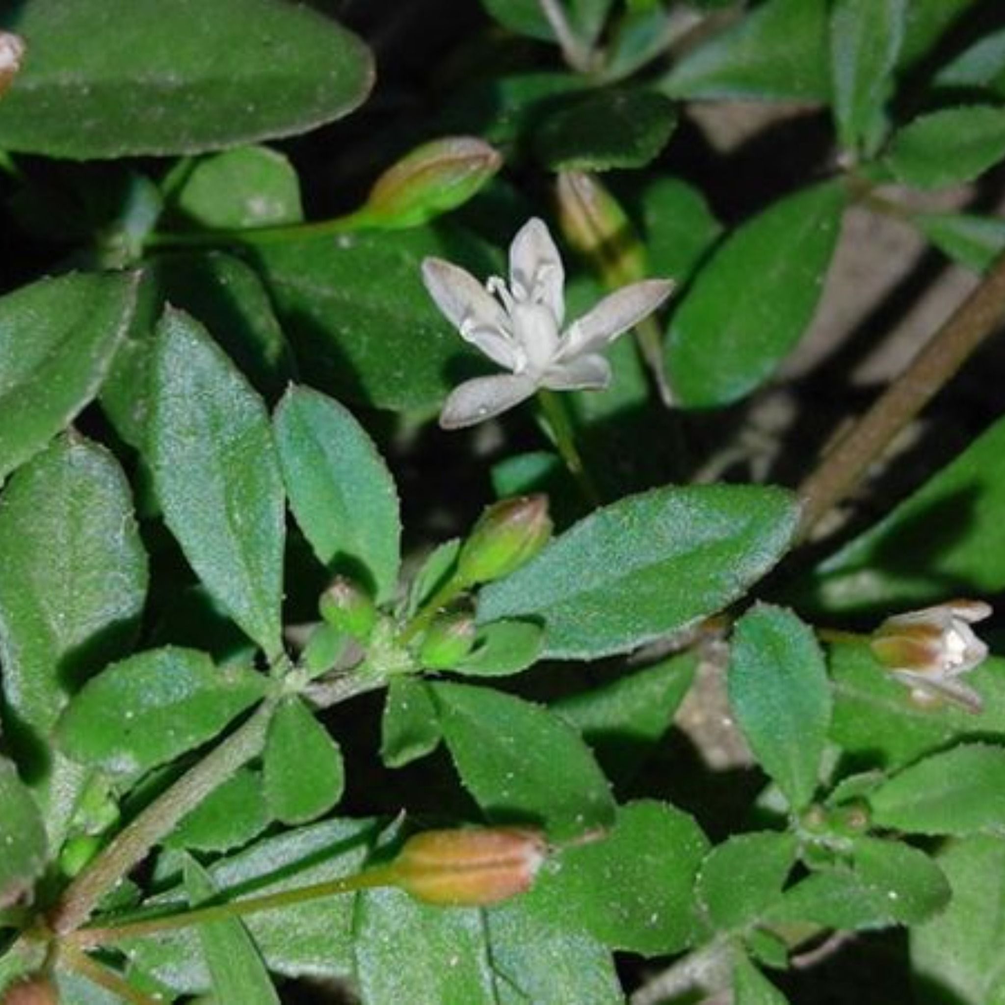  Cao Rau Đắng Đất 