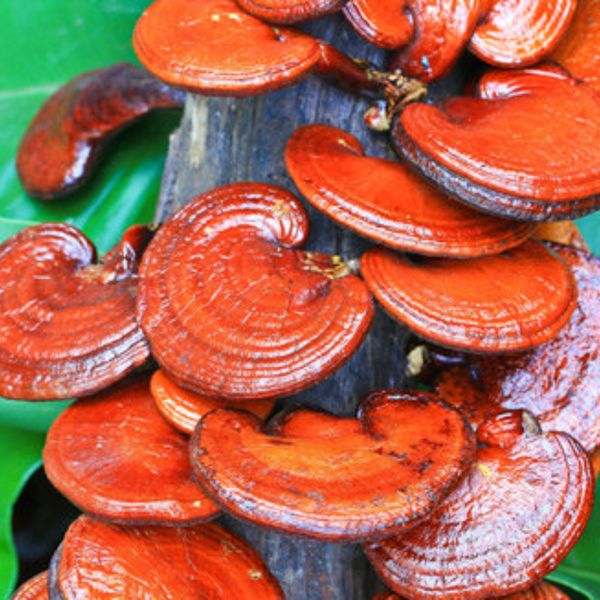  Bột Sinh Khối Nấm Linh Chi 