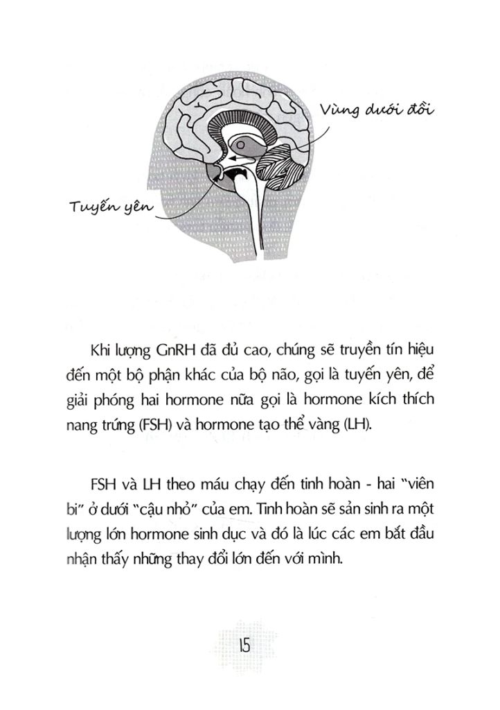 Tuổi Dậy Thì - Từ “Cậu Bé” Đến “Anh Chàng