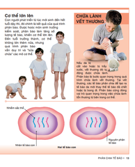 Tri Thức Trong Lòng Bàn Tay - Bách Khoa Thiếu Nhi: Cơ Thể Người