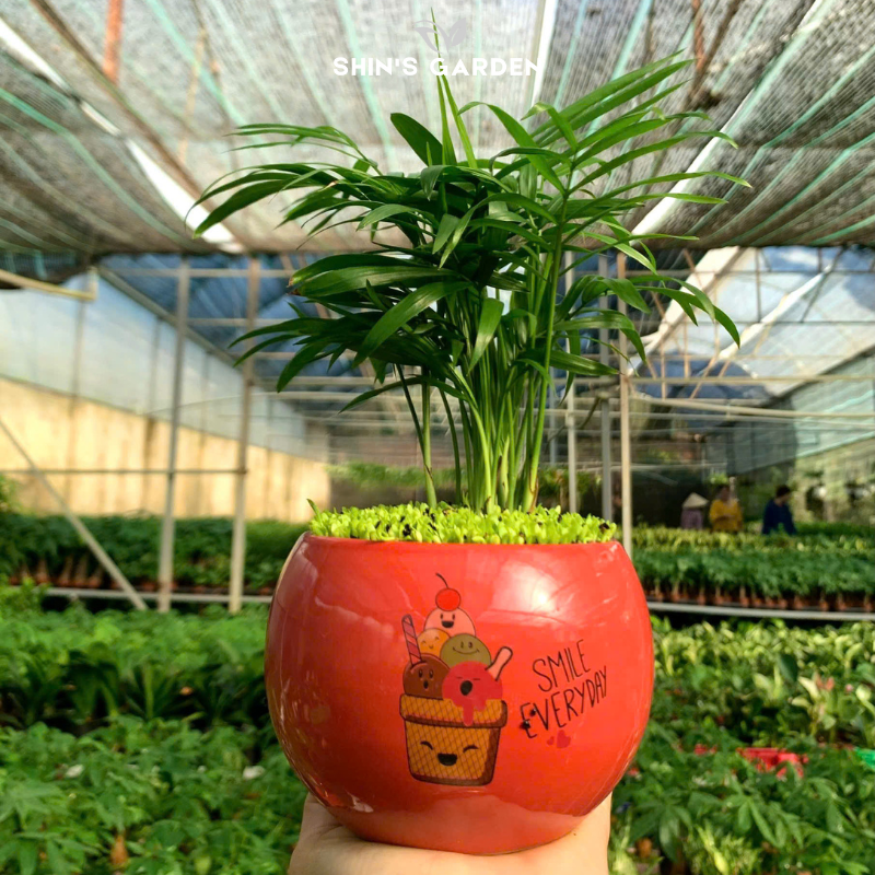 Cây cau cảnh | QV0020 | Gốm sứ họa tiết | 15 - 20 cm | Tài lộc, May mắn, Hòa thuận | Shin's Garden