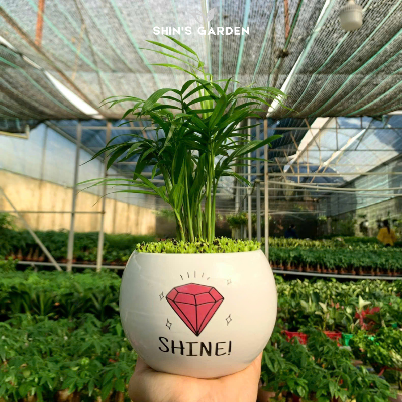 Cây cau cảnh | QV0020 | Gốm sứ họa tiết | 15 - 20 cm | Tài lộc, May mắn, Hòa thuận | Shin's Garden