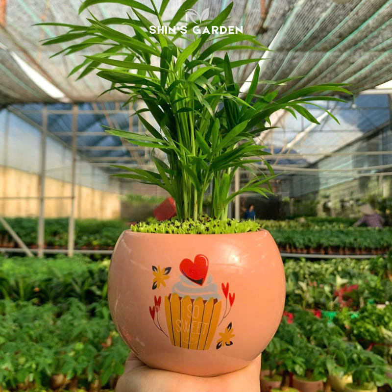 Cây cau cảnh | QV0020 | Gốm sứ họa tiết | 15 - 20 cm | Tài lộc, May mắn, Hòa thuận | Shin's Garden