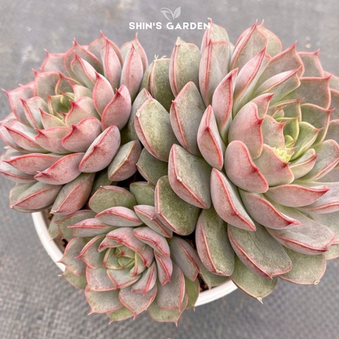  Sen đá hoa hồng: Cách trồng, ý nghĩa phong thủy và những mẫu sen đá đẹp nhất 