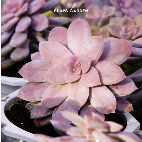  Sen đá dĩa hồng: Cách chăm sóc, ý nghĩa và ứng dụng sen đá trang trí để bàn 