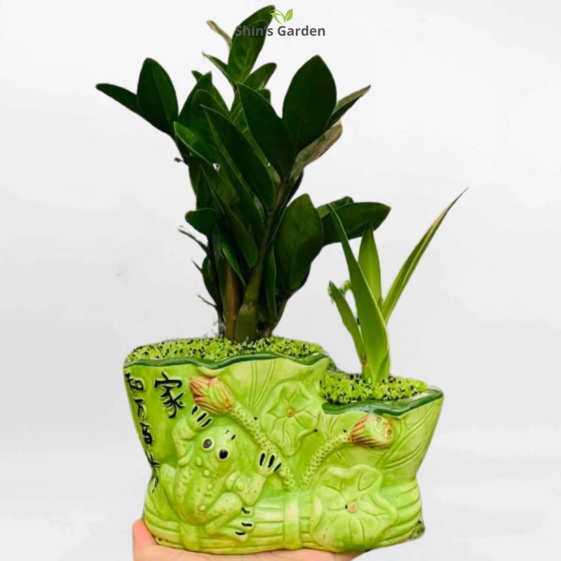 Cây kim tiền | QV00073 | Chậu sứ xanh hình ếch | 30 - 50 cm | Tài lộc, May mắn, Thịnh vượng | Shin's Garden
