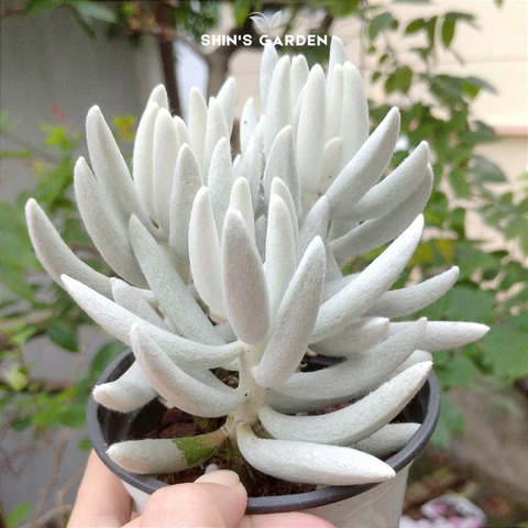  Sen đá hồ ly: Cây mini phong thủy để bàn, hợp mệnh, decor văn phòng đẹp mắt 