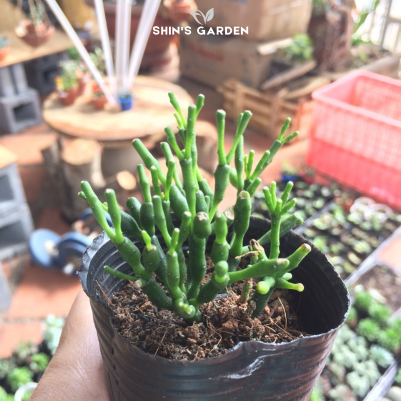 Sen đá sừng hươu mini: Cây để bàn dễ sống, độc lạ và hợp phong thủy trang trí