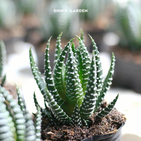  Sen đá móng tay mini: Ý nghĩa, cách chăm sóc và gợi ý trang trí để bàn đẹp 