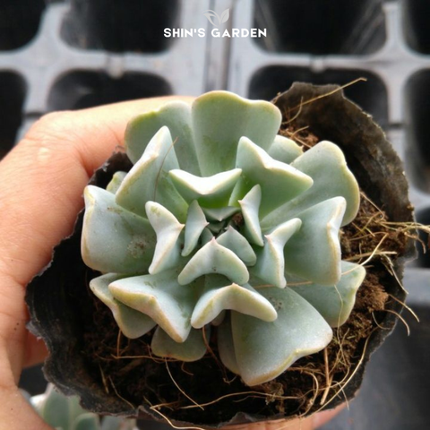  Sen đá cúc xanh: Ý nghĩa, cách chăm, hợp mệnh gì & ứng dụng để bàn dễ thương 