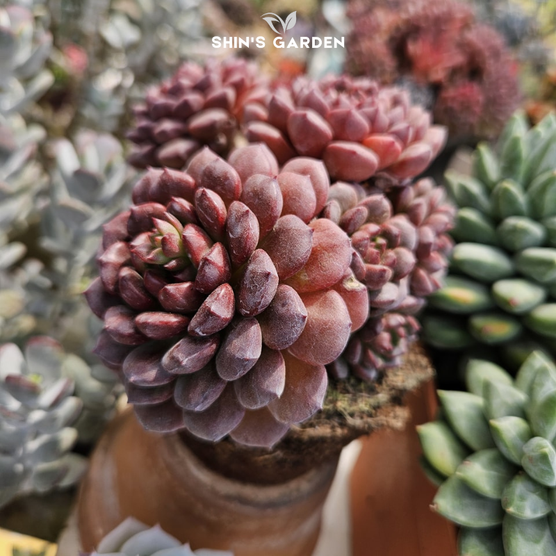 Sen đá ruby | SG00061 | Chậu nhựa | 5 cm | Màu Đỏ tươi | Tình yêu bền vững, May mắn | Shin's Garden