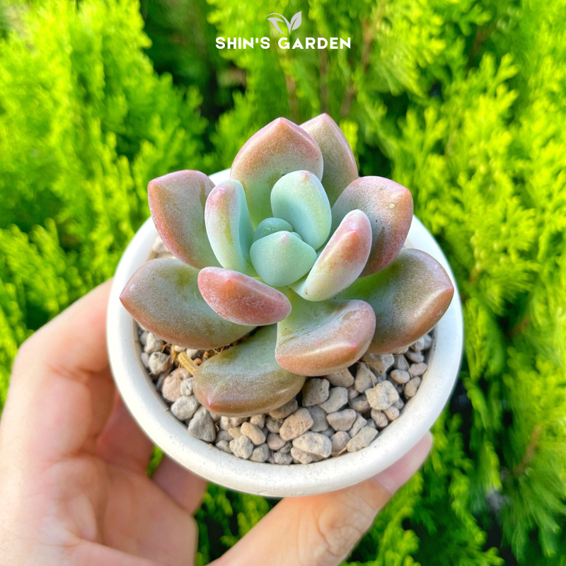 Sen đá sỏi | SG00062 | Chậu nhựa | 5 cm | Màu hồng xanh | May mắn, bền vững, kiên trì | Shin's Garden